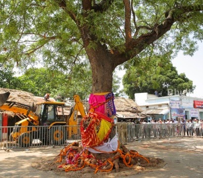 Balabhadra daru is to be made from this neem tree found in Jhankada